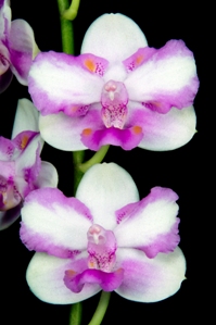 Phalaenopsis KS Pulchebell Peloric JC/AOS 0 pts.